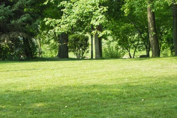 Image of trimmed grass