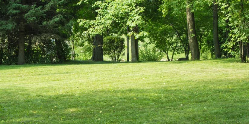 Image of trimmed grass